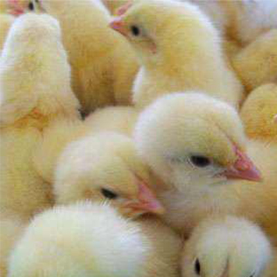 柳州鸡苗养殖中心与大家聊聊柳州鸡苗养殖需要哪些基本饲料和营养要求?